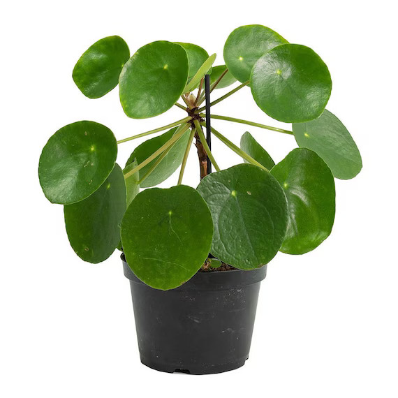 Pilea Peperomioides "Chinese Money Plant / Ufo plant" Starter Plant (ALL STARTER PLANTS require y... | Etsy (US)