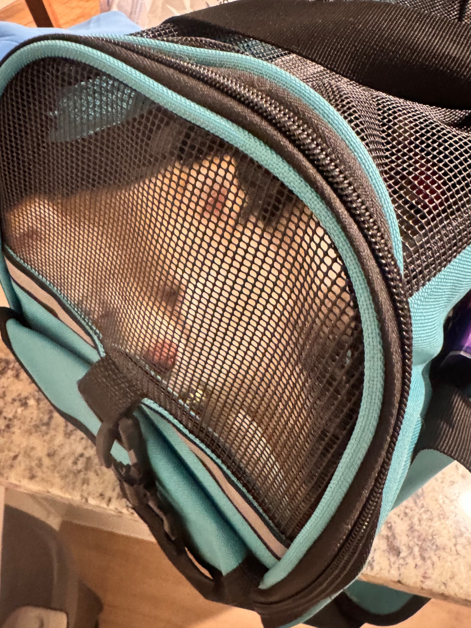 My puppy loves to nap in his travel bag 🥹🐶

#LTKPets #LTKFindsUnder50 #LTKTravel