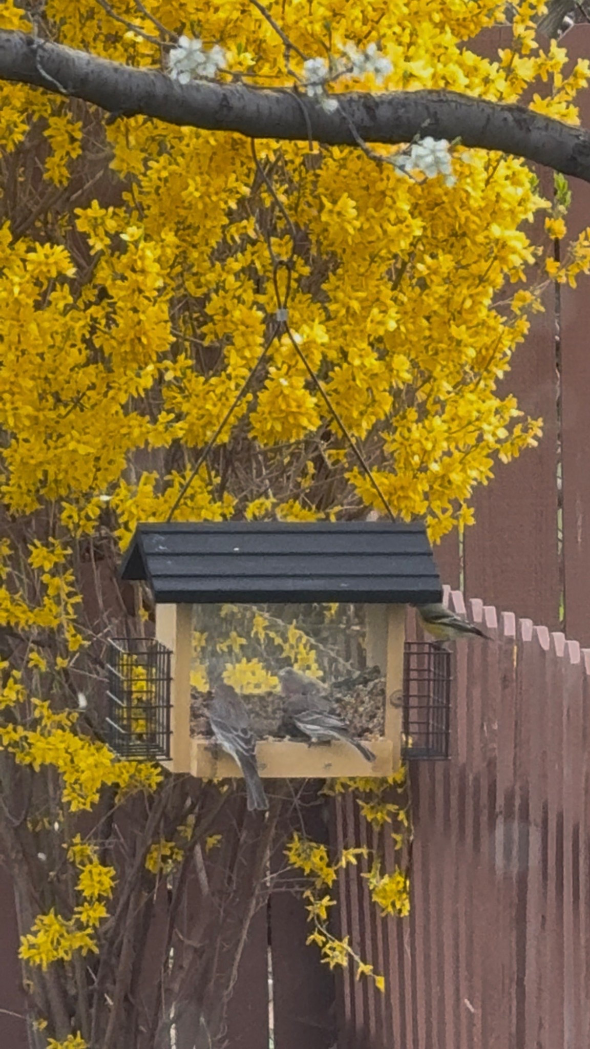 My bird feeder from target 🤍🕊️