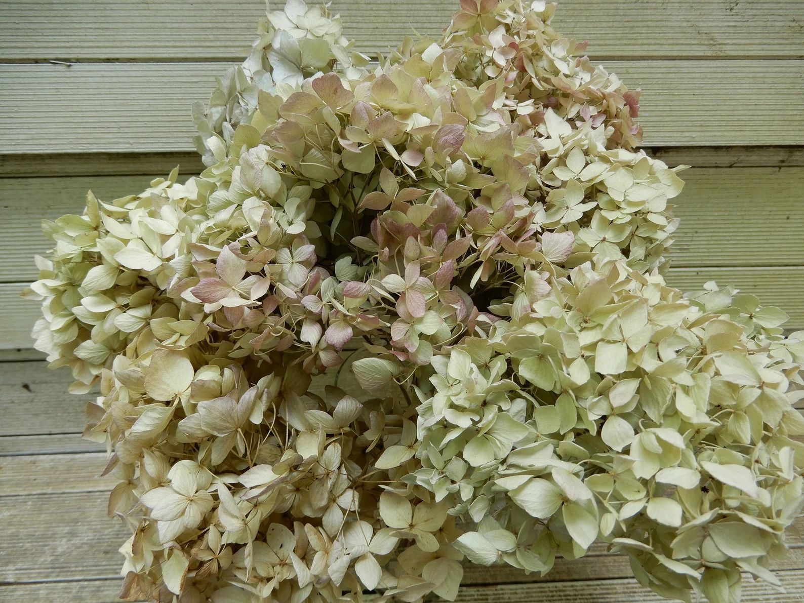 Dried Hydrangea Flowers Small Floret Light Green  Cream W/ - Etsy | Etsy (US)