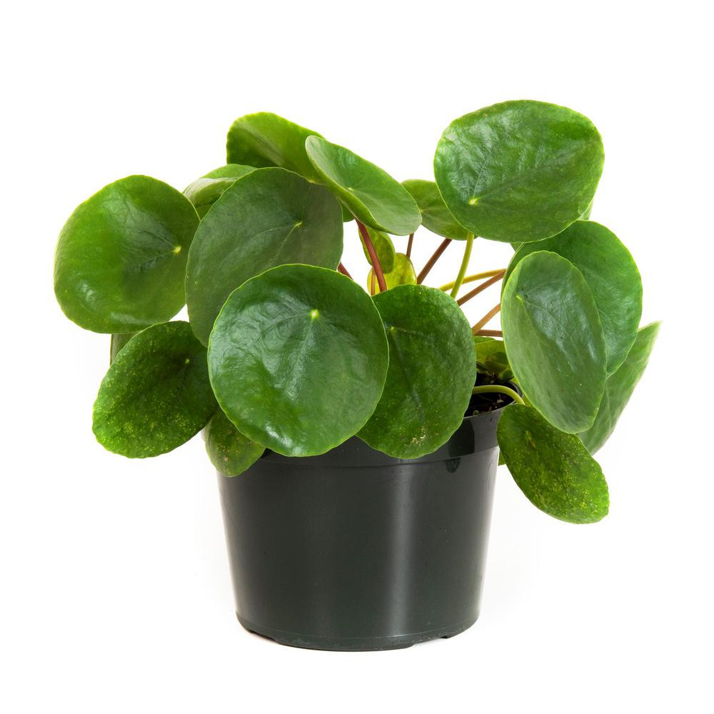 United Nursery Pilea Peperomioides in 6 in. Grower Pot | The Home Depot