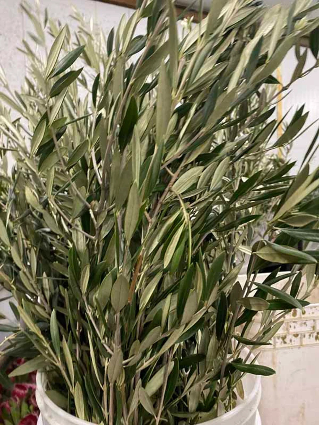 Fresh Olive Tree branches | Etsy (US)