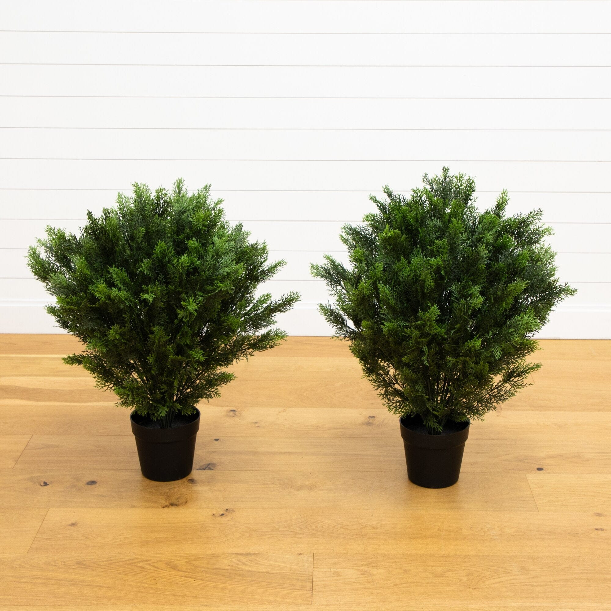 3’ Cedar Bush UV Resistant (Indoor/Outdoor) - Set of 2 | Nearly Natural | Nearly Natural