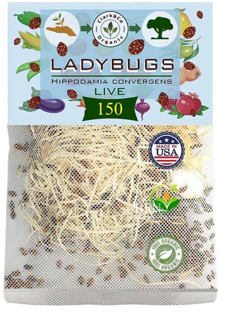 The ladybugs I have in my cart for garden pest control. I’ll order as soon as the temperatures go down

#LTKhome #LTKSeasonal
