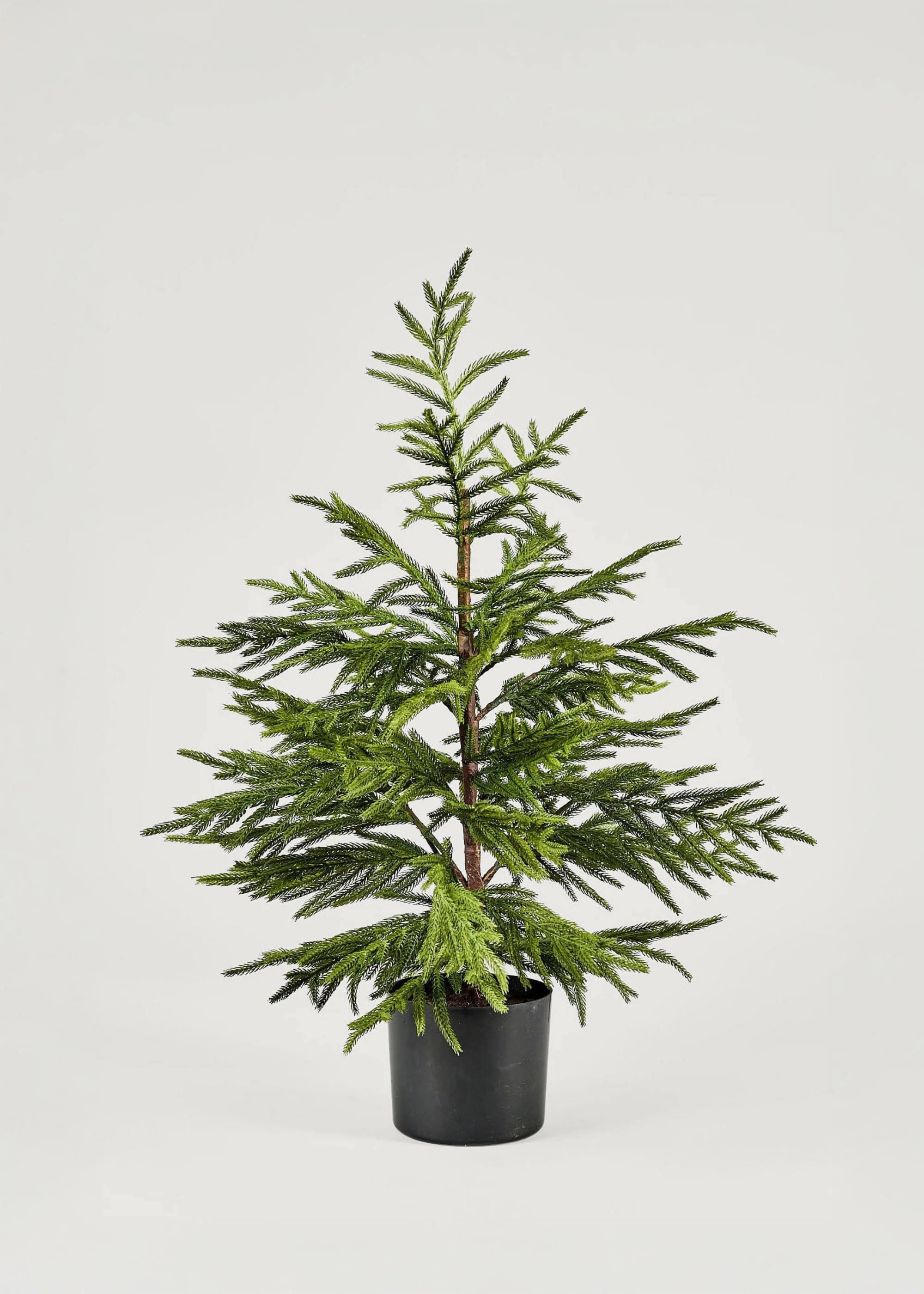 Real Touch Potted Norfolk Pine Tree | Afloral | Afloral