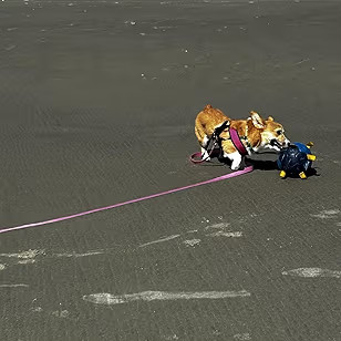 Race&Herd 25" Original XXL Herding Ball for Dogs - Herding Toys, Giant Dog Ball for Australian Sh... | Amazon (US)