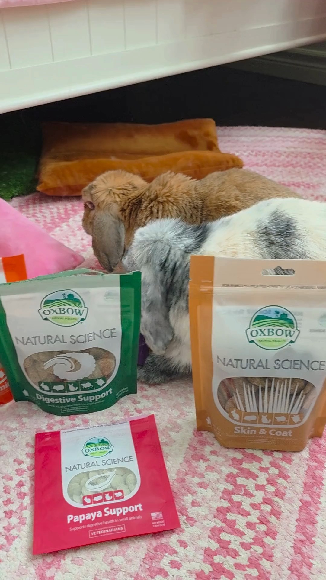 My go-to bunny vitamins 🐰✨
I keep a mix of:
• Vitamin C
• Multivitamin
• Digestive support
• Joint support
• Urinary support

I rotate them and usually give one per day — you can also break them in half to share between bunnies.

They think they’ve hit the jackpot when I bring these out 😂

Everything linked 🤍

#bunnycare #petfavorites #rabbitcare #bunnylove #petwellness #ltkpet #ltkhome #petmusthaves #rabbitsofinstagram #petproducts #bunnylife #petinfluencer #ltkfinds #petessentials #animalcare 

 #LTKdayinmylife #LTKmorningroutine #LTKHome