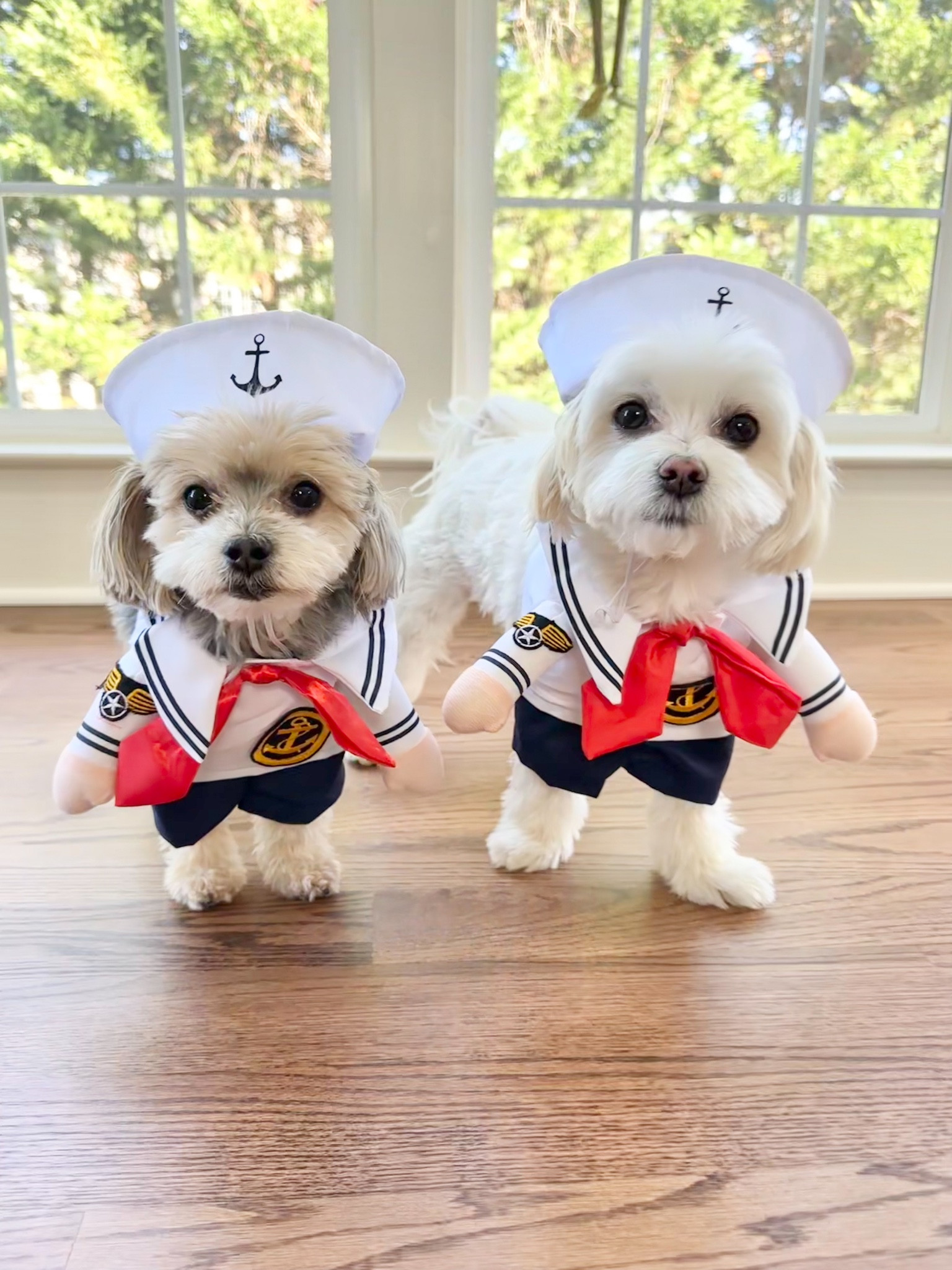 #LTKHalloween #LTKSeasonal #LTKHoliday