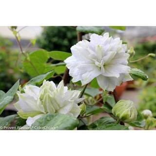 Diamond Ball Clematis 4.5 in. Quart | The Home Depot