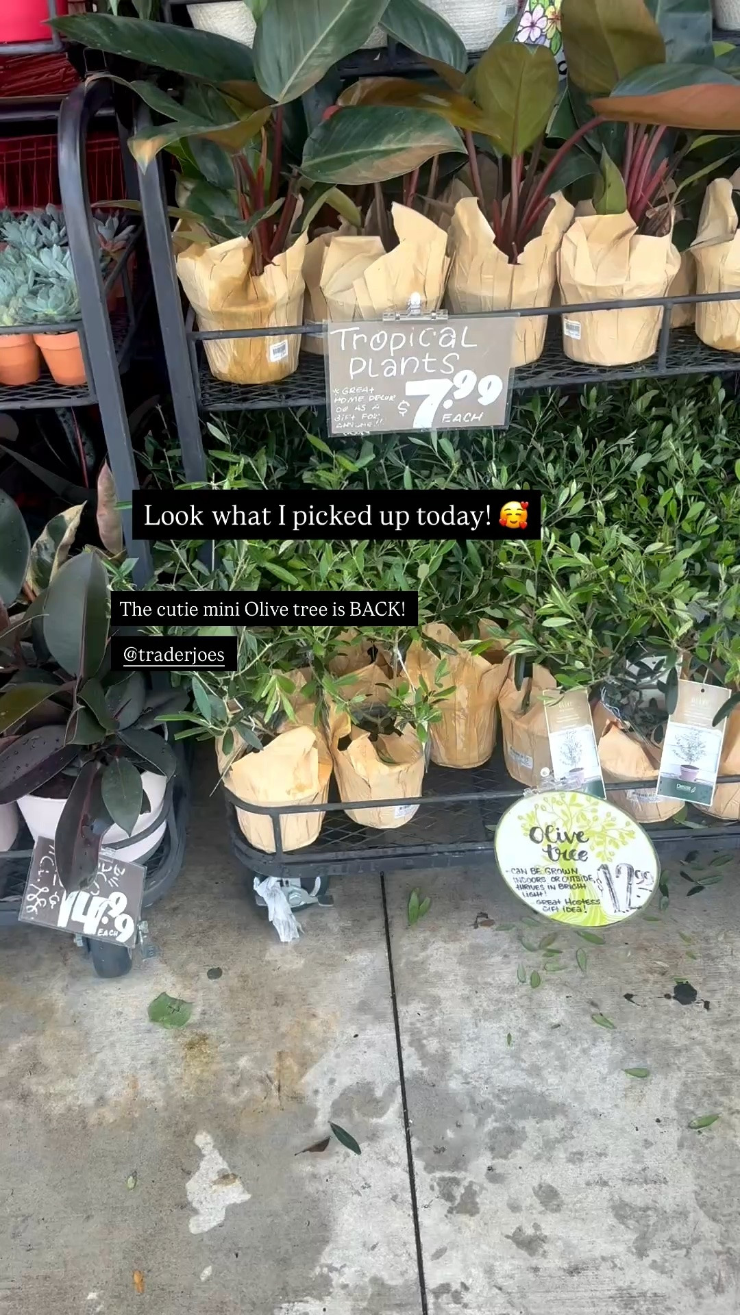Go check out your local Trader Joe’s! The cutie mini Olive Tree is back! 🌱😍



#miniolivetree #olivetree #freshflowers #traderjoes