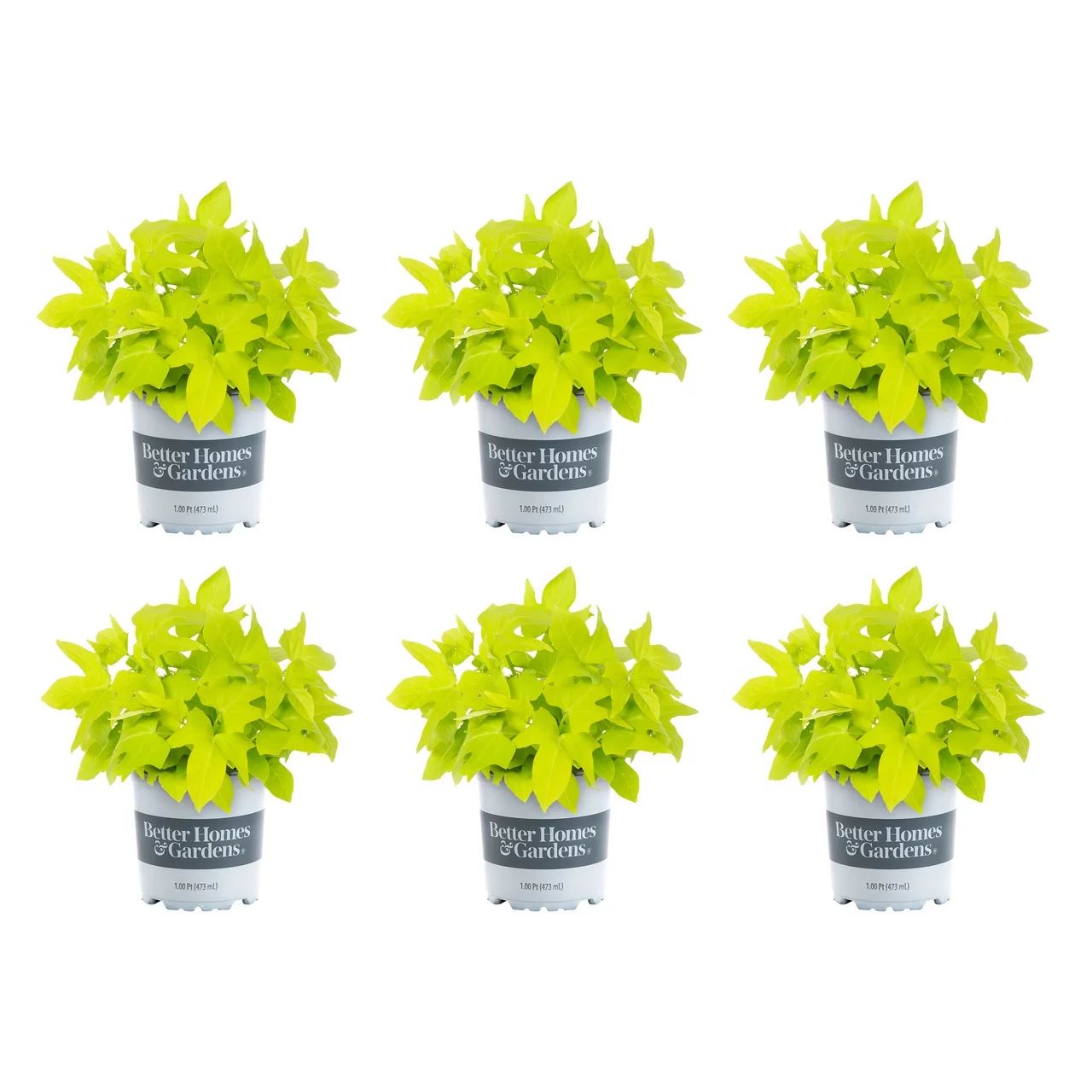 Better Homes & Gardens 1PT Green Ipomoea Annual Live Plants (6 Pack) with Grower Pot | Walmart (US)