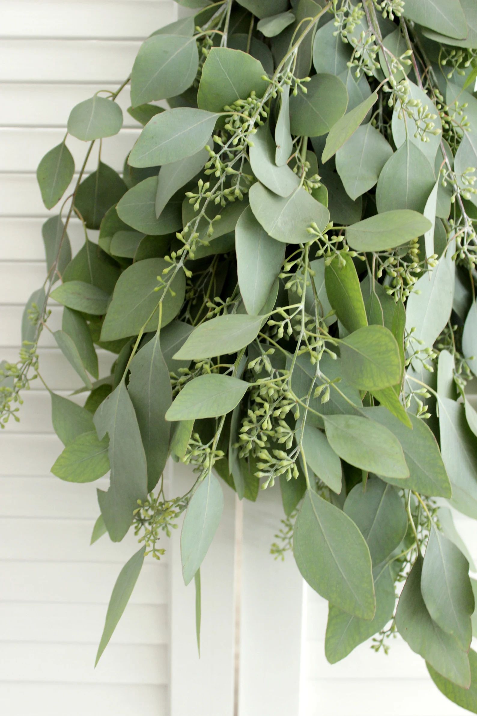 Fresh Seeded Eucalyptus Bunch 5-7 Stem for Wedding Home | Etsy | Etsy (US)