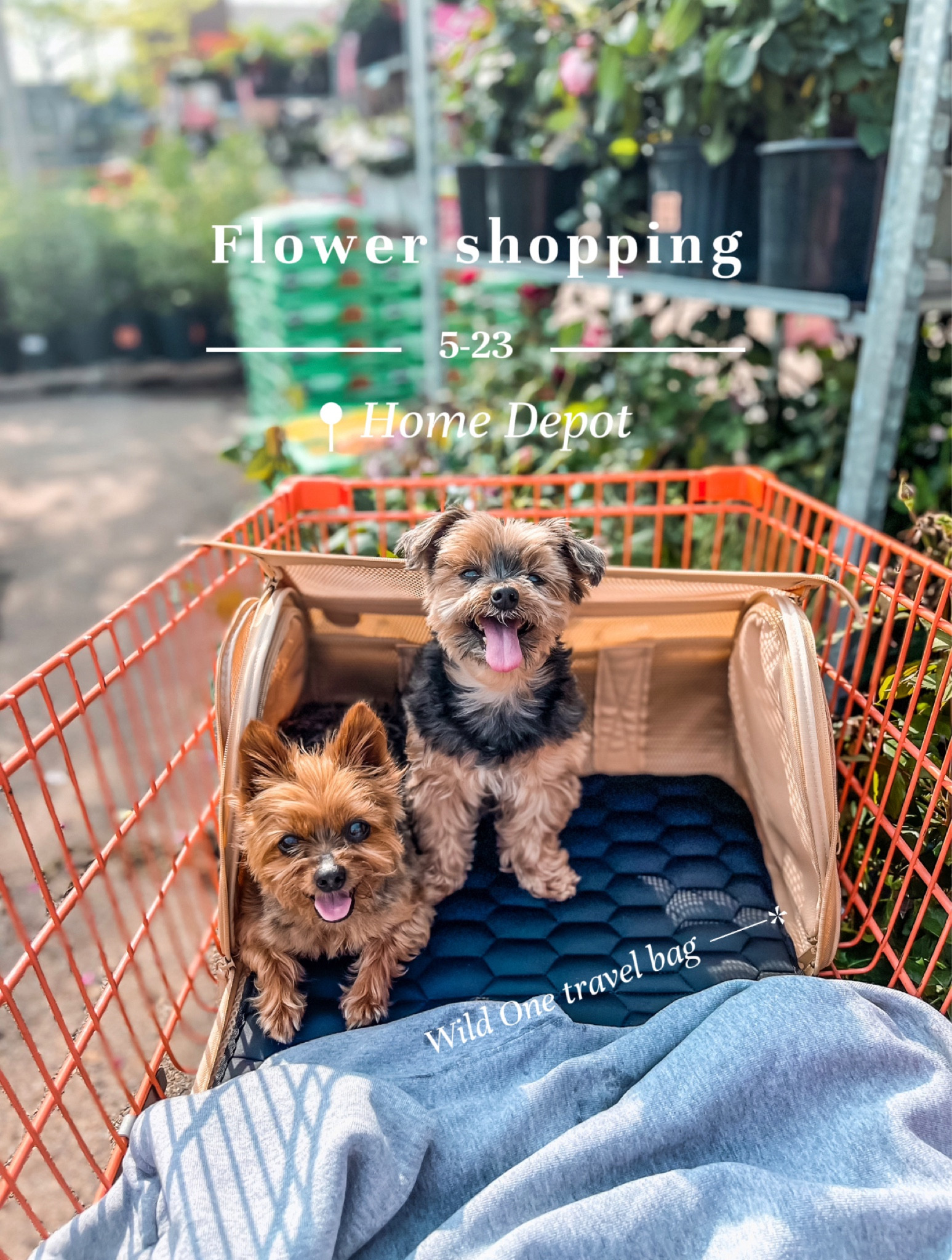 Converable pet travel duffle bag
- folds flat 
- great dog parent gift 🐶🥰
#ltkdogmoms #ltkfind 

#LTKitbag #LTKfamily #LTKtravel