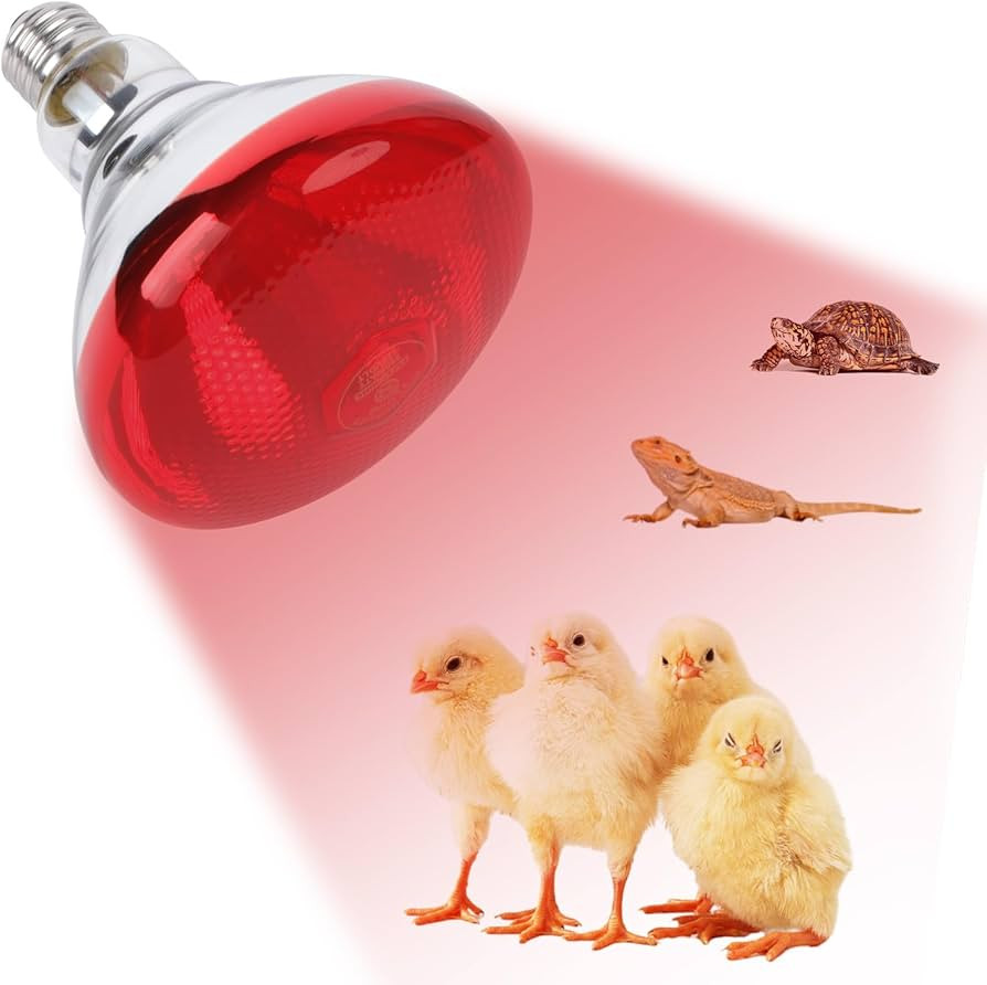 250W Red Heat Lamp Bulbs for Chicken,Infrared Flood Light Heat Lamp Bulb, Incandescent Light Heat... | Amazon (US)