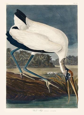 Art Print: Audubon's Wood Ibiss, 40x30in. | Allposters.com