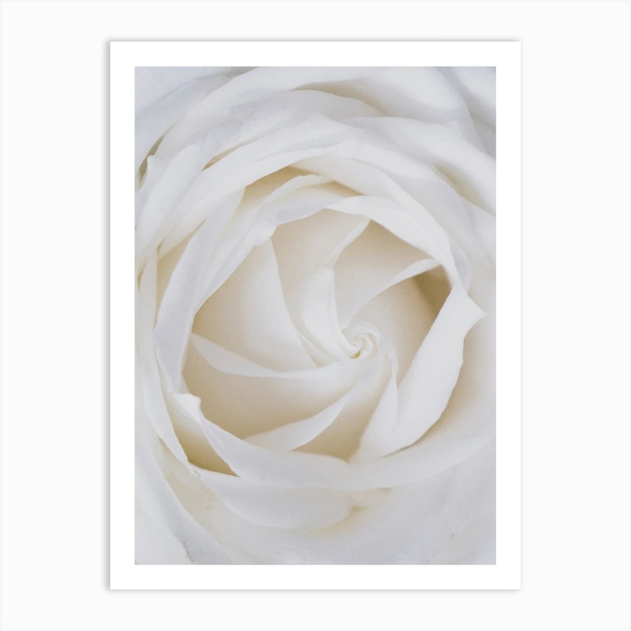 White Rose Close Up Art Print | Fy! (UK)