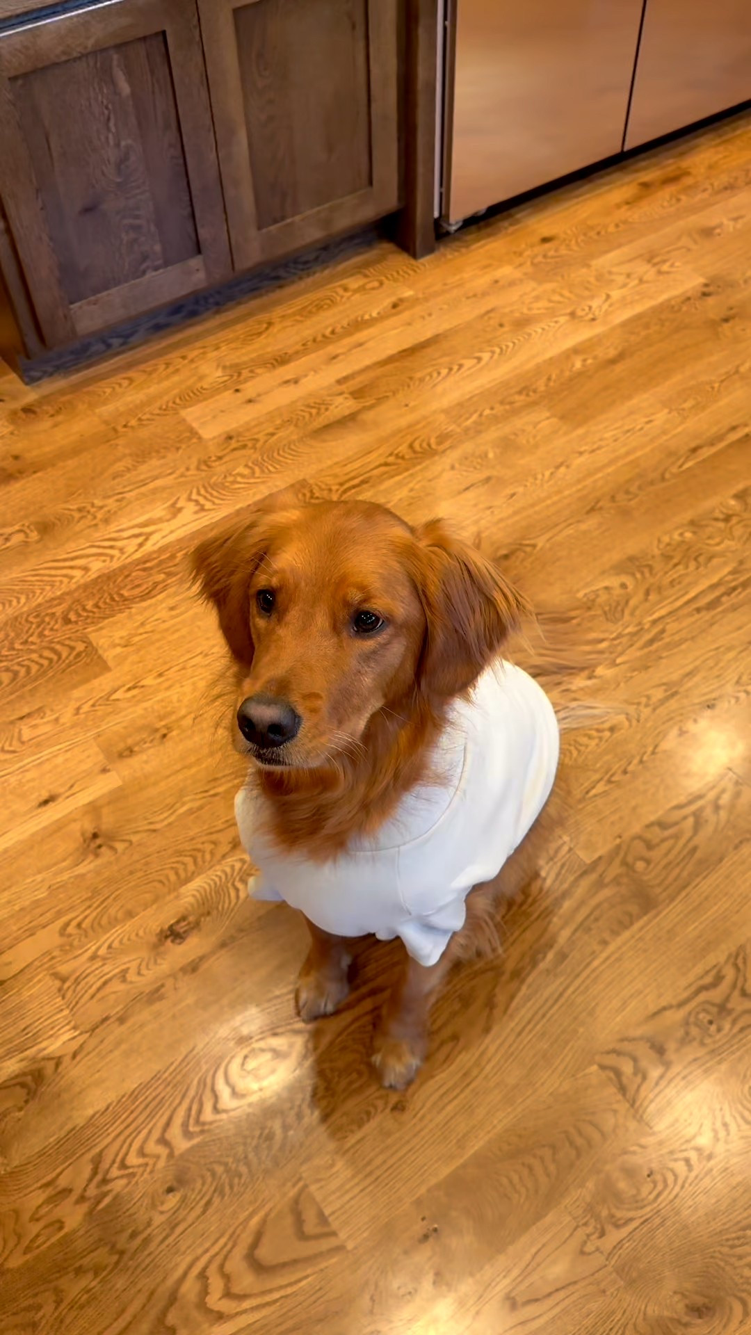 What a spoiled girl 🐾

#LTKFallSale #LTKFindsUnder50 #LTKPets