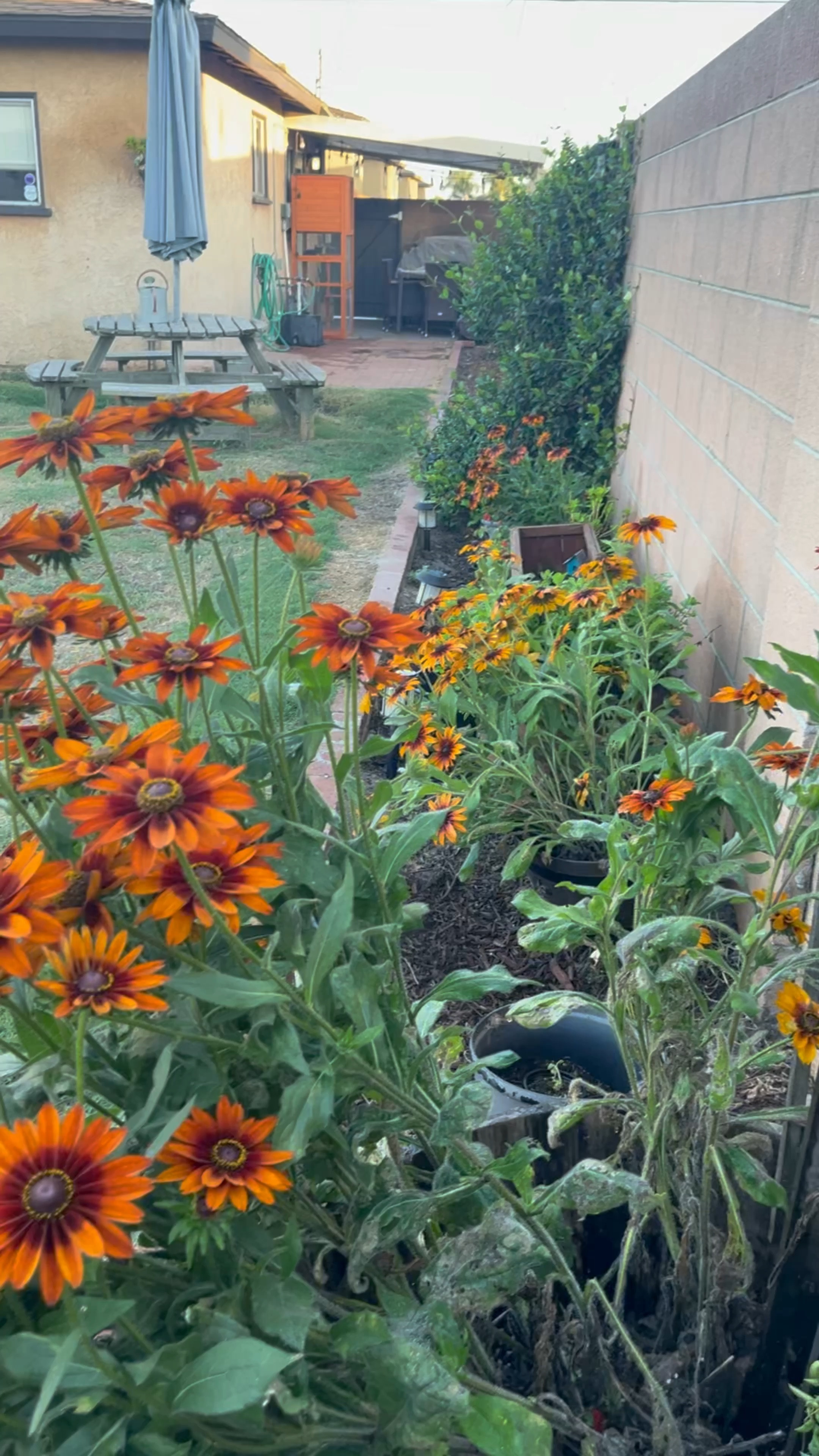 Not much is more exciting than being able to water my plants while maintaining eye contact with my indoor cat

#LTKHome #LTKSeasonal #LTKVideo