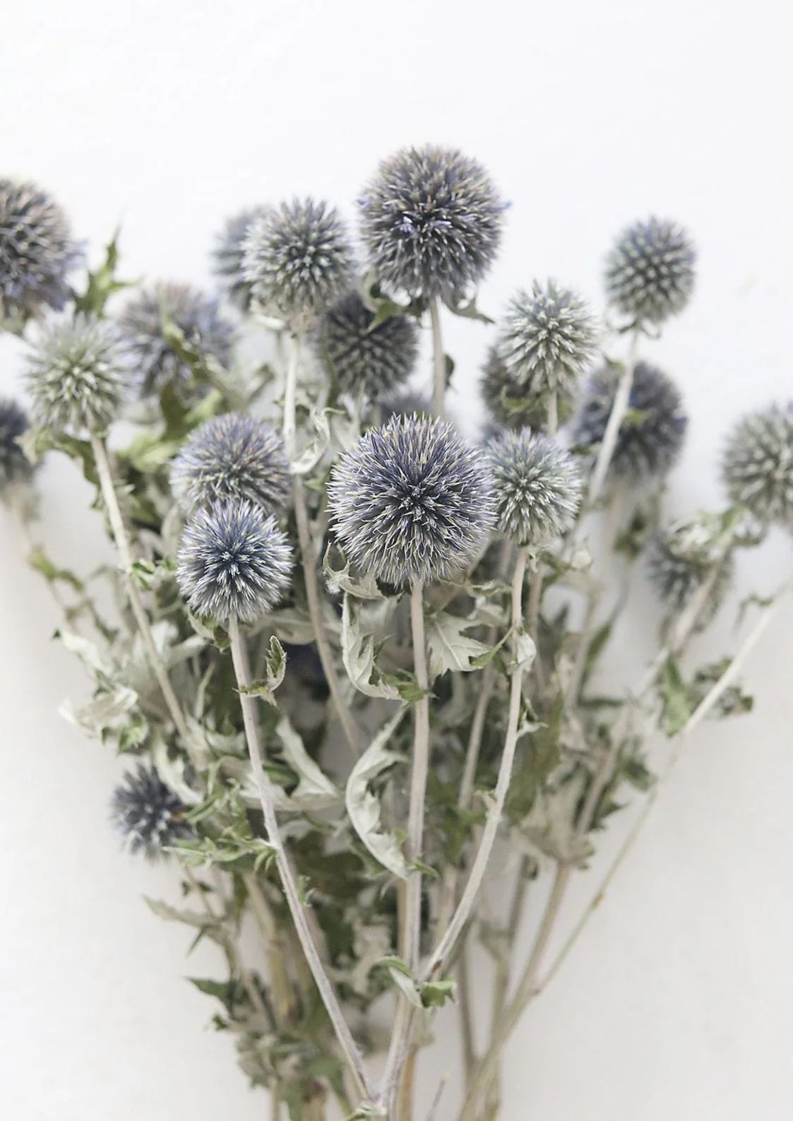 Blue Dried Echinops Globe Thistles - 16-22" | Afloral