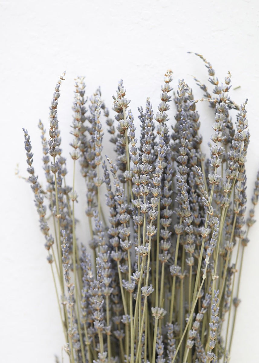 Dried Lavender Wildflowers - 15-22 | Afloral (US)