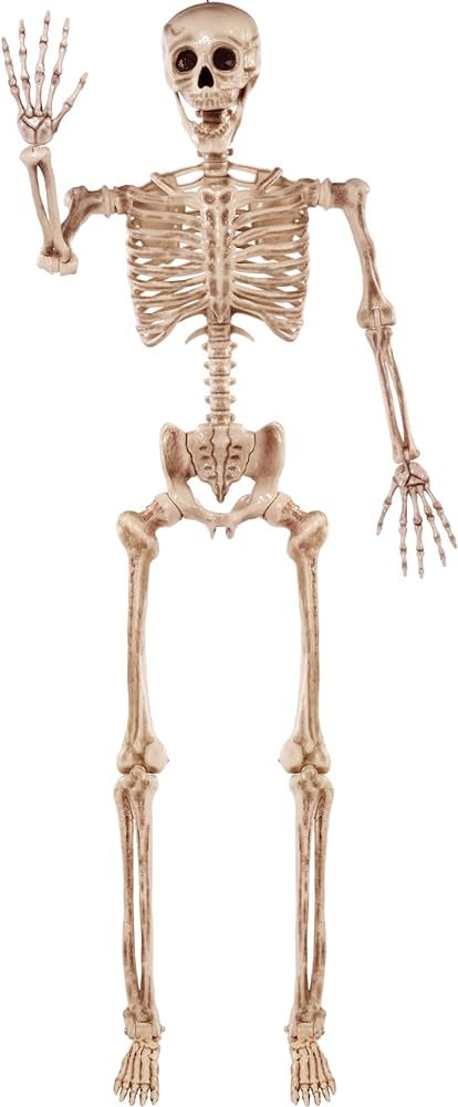 Amazon.com : JOYIN 5.6 FT Halloween Posable Life Size Skeleton Full Body Realistic Bones with Mov... | Amazon (US)