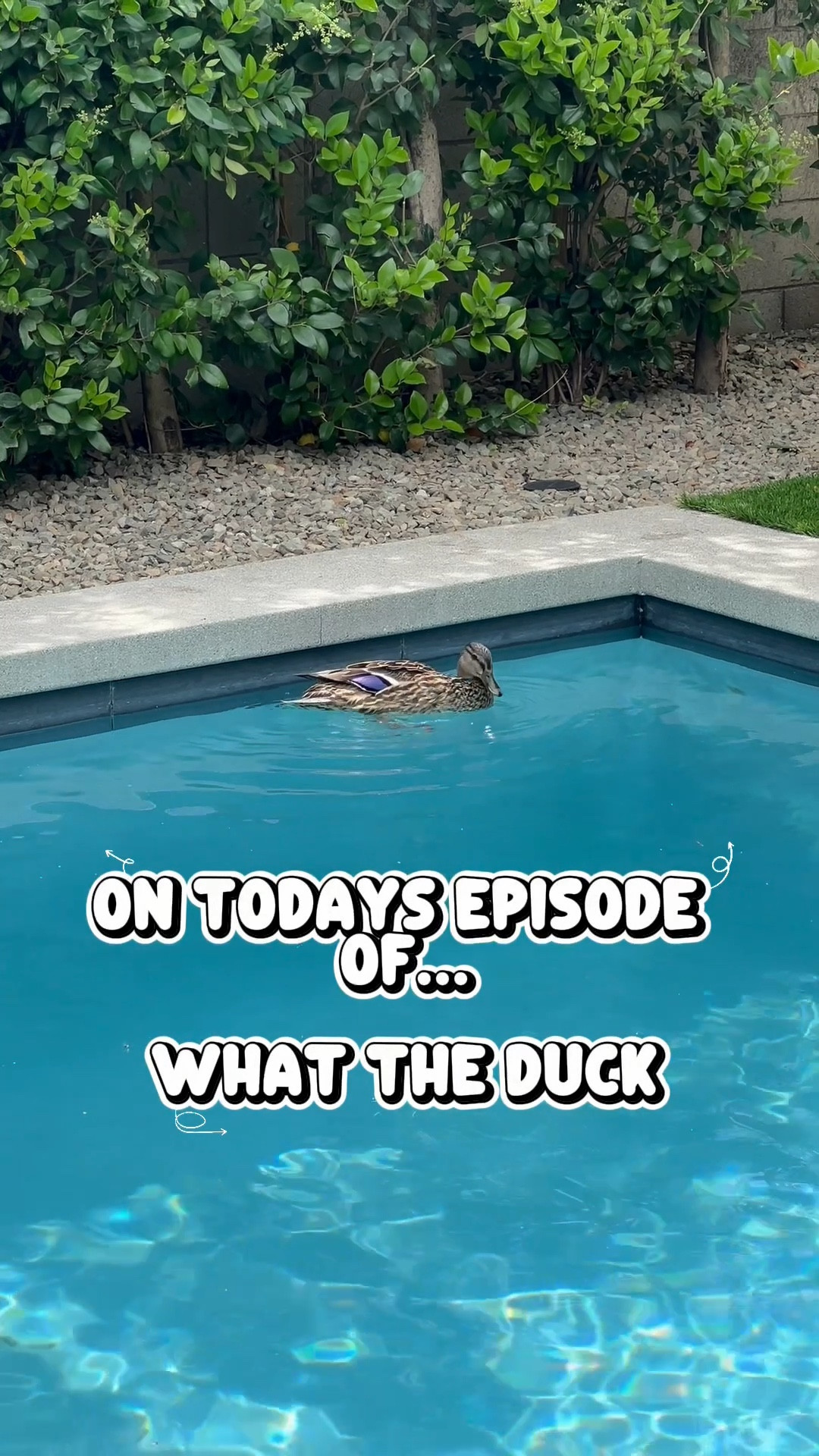 On todays episode of…What The Duck 🦆 Checking in on Daisy (& Donald)

#LTKPets #LTKHome