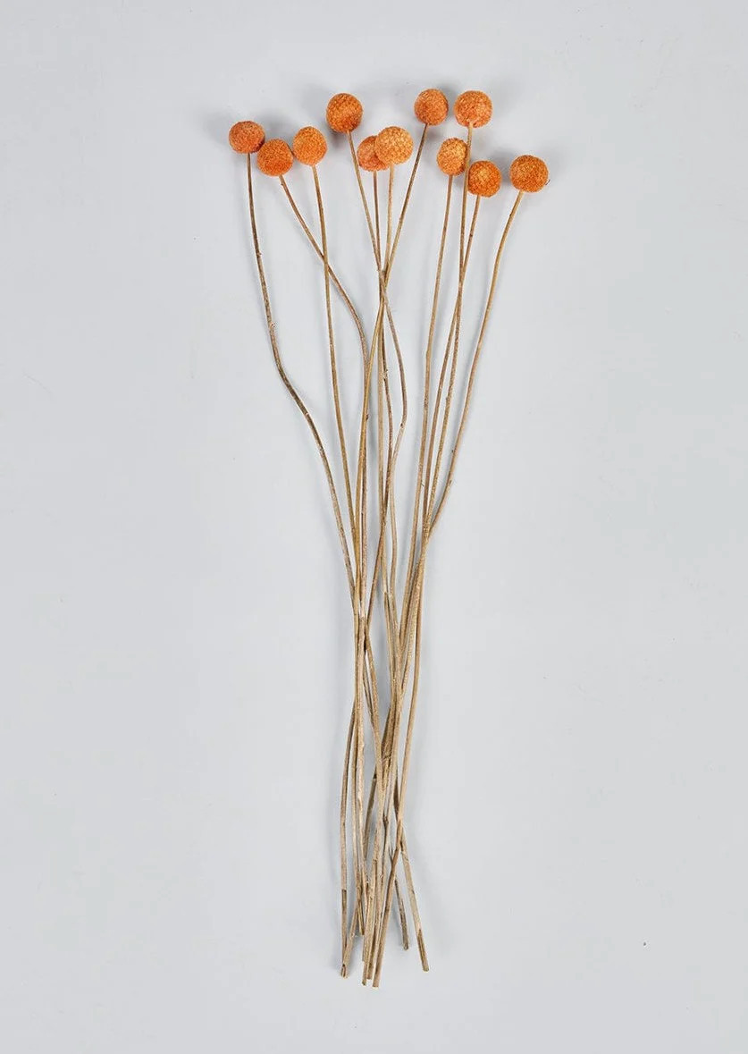 Shop Dried Flowers at Afloral.com | Orange Natural Billy Button Bundle | Afloral