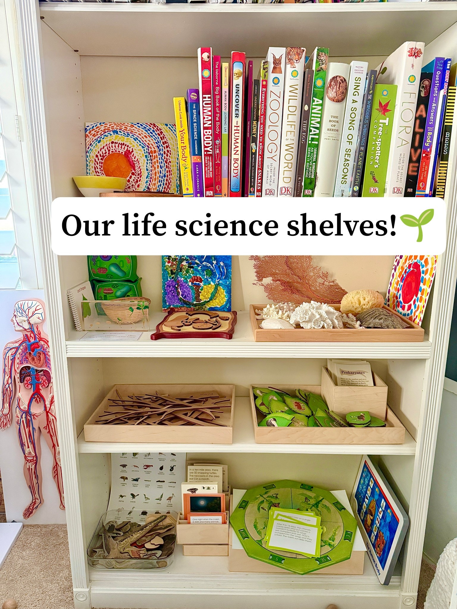 A Tour of our Life Science Shelves🌱

Happy first school day of 2026! I’m in our classroom swapping out materials and just remembered that I never shared our life science shelves.

Lately, we’ve been studying earth science and haven’t used our life science materials at all. So here’s a very overdue tour of some of our life science materials.🌿

Top Shelf: Life Science books; Wooden animal cell from @mirustoys (note: We have the old version. The new version is in color and very lovely.).

Second Shelf: Shells that we’ve collected over time; Wooden plant cell from @mirustoys (same note as above); Bean germination acrylic block; plant cell model.

Third Shelf: Tree of Life materials from @wasecabiomes.

Bottom Shelf: Life Cycle materials and Everglades mat materials from @wasecabiomes.

I’ve linked several items for anyone interested, so I’ll share that link in Stories. I’ve also linked some of these materials in my LTK (link in bio). 

Happy New Year!✨

#LTKFindsUnder50 #LTKKids