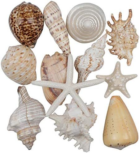 12 PCS Large Seashells Mixed Beach Sea Shells and Ocean Natural Starfish,Natural Colorful Sea She... | Amazon (US)