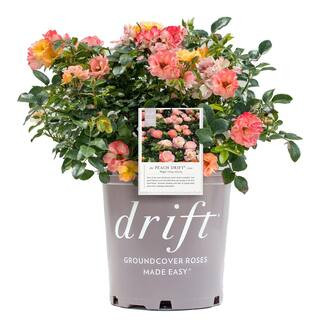 2 Gal. Peach Drift Rose Bush with Pink-Orange Flowers | The Home Depot