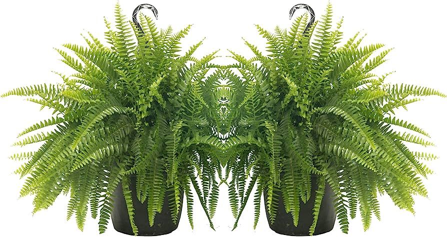 Costa Farms Ferns (2 Pack), Live Premium Boston Fern Plants in Hanging Basket Planters, Houseplan... | Amazon (US)