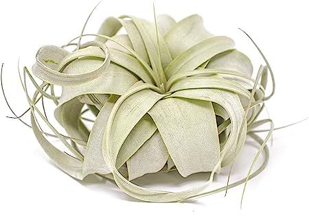 1 Tillandsia Xerographica Air Plant | Live Tropical Houseplant Decor for Terrarium Holder / Weddi... | Amazon (US)