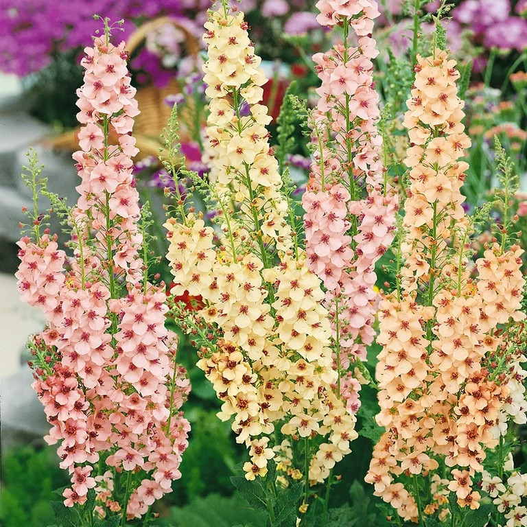 Verbascum Southern Charm Flower Seed Plant Mix - AKA Ornamental Mullein - 30 Seeds | Walmart (US)