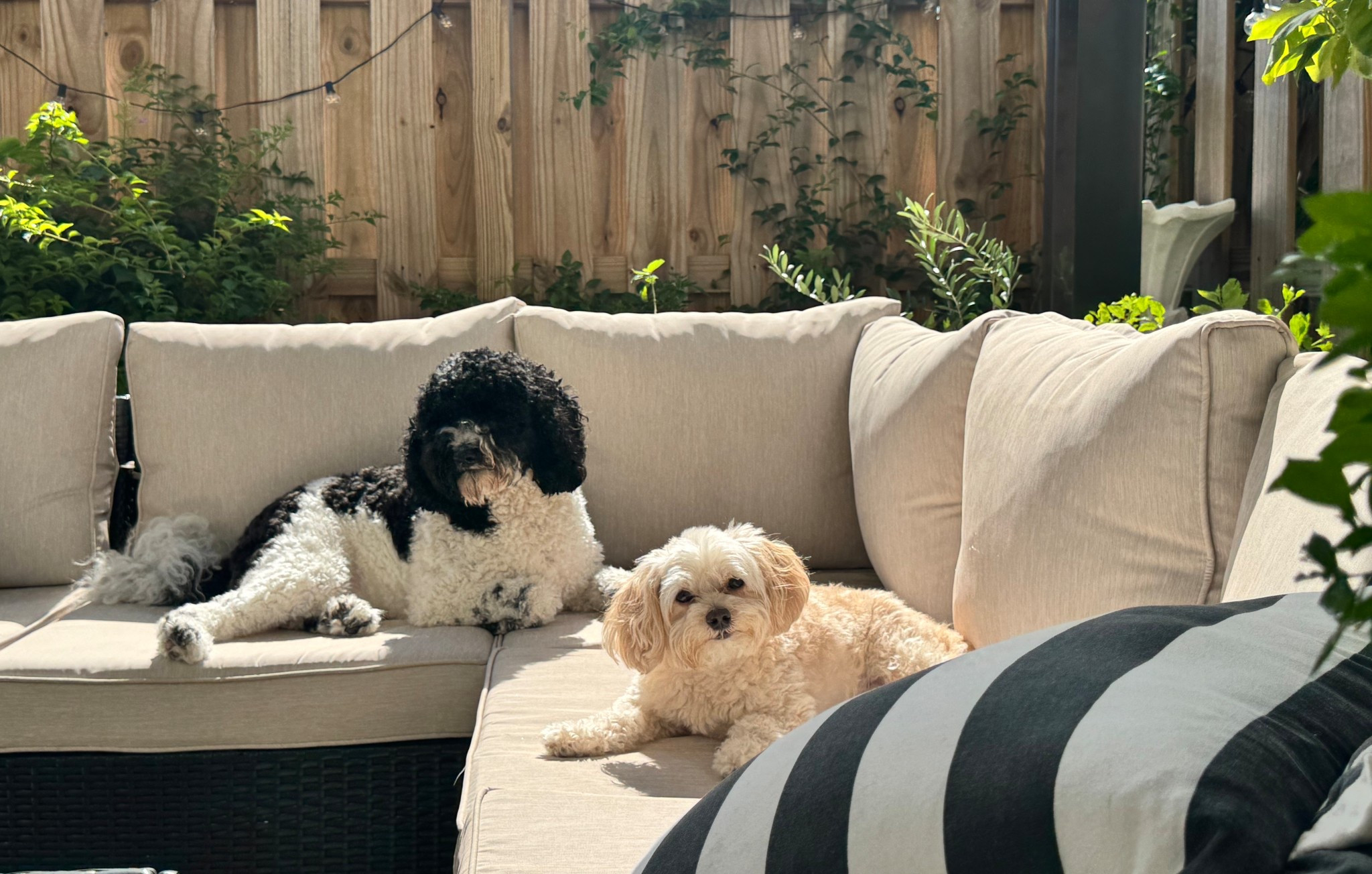 We get asked all the time what our doggie must haves are. I linked them here! These work for our pups and they looooveeee these treats SO much!!! 
✨🐾

Our furbo helps us keep an eye on them while we’re away. We couldn’t live without it! 👌🏼

puppy essentials | doggie must haves | puppy camera | furbo | dog recs