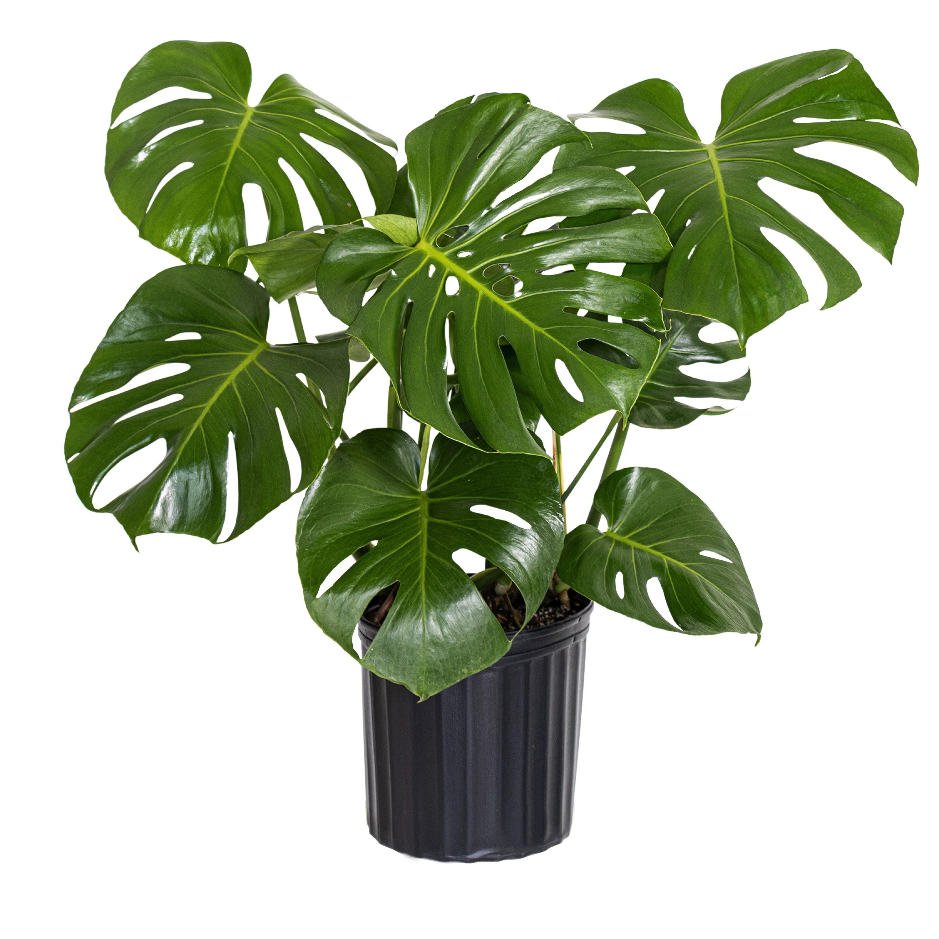 United Nursery Live Monstera Deliciosa Plant in Nursery Pot & Reviews | Wayfair | Wayfair North America
