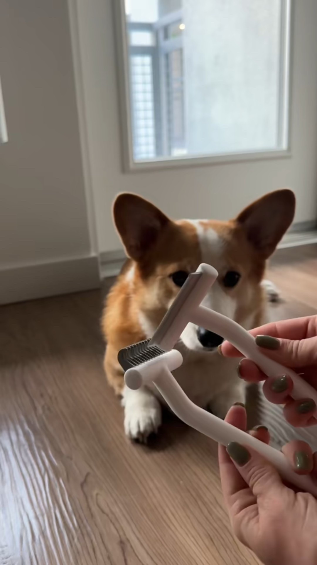 Brush for dogs 

#LTKPets #LTKSeasonal