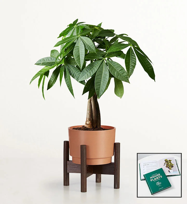 1-800-Flowers Plant Delivery Money Tree In Rust Planter W/ Stand Shelf Size (Small) W/ Rust Planter + Free House Plant Book | 1800flowers.com