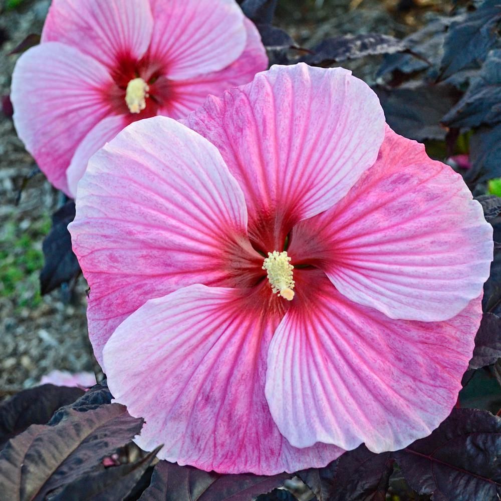 Spring Hill Nurseries Starry Starry Night Perennial Hibiscus, Live Bareroot Plant with Pink Flowers  | The Home Depot