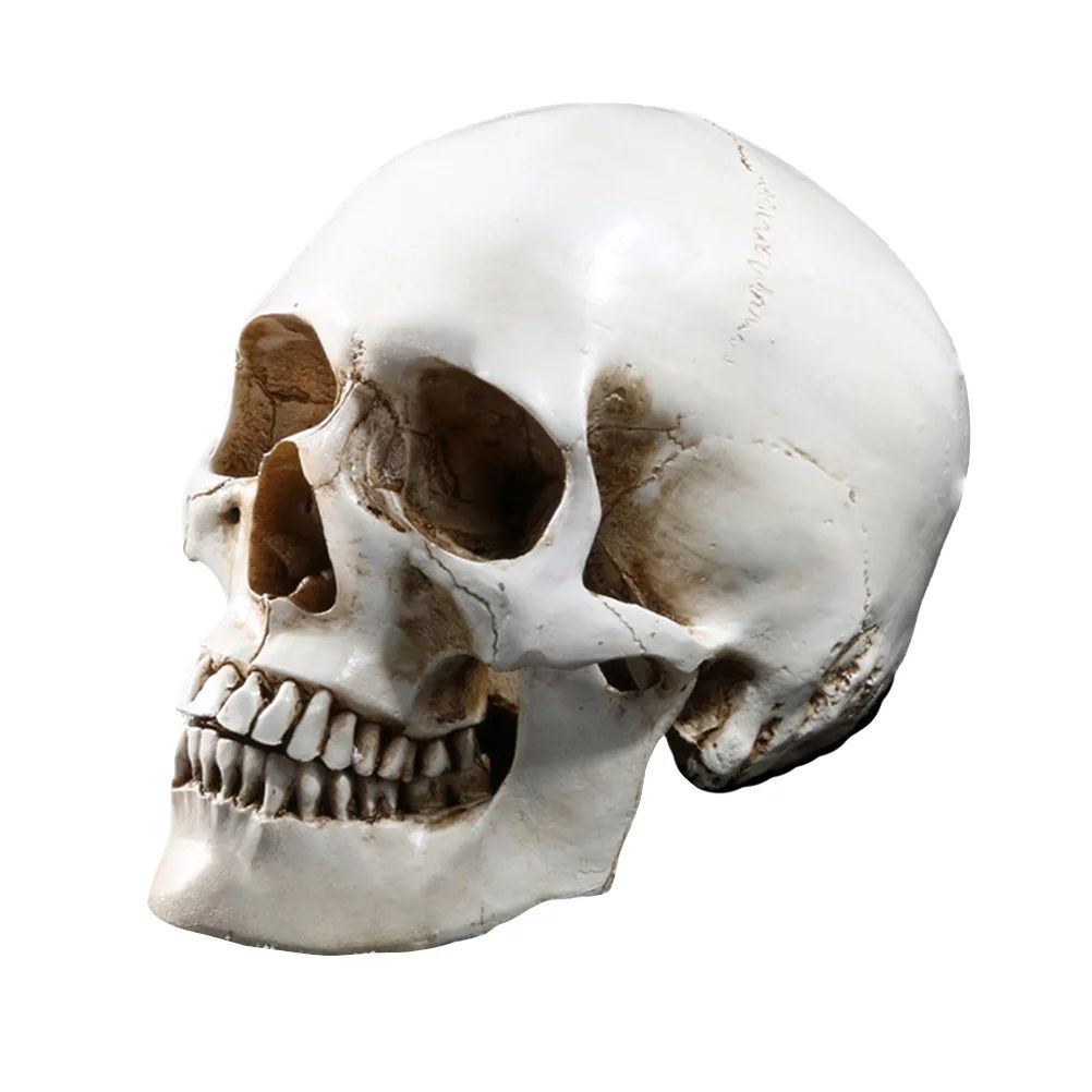 Frcolor Human Model Halloween Head 1 Skeleton Resin Life Size  Skulls Bone Lifesize Decor Realist... | Walmart (US)