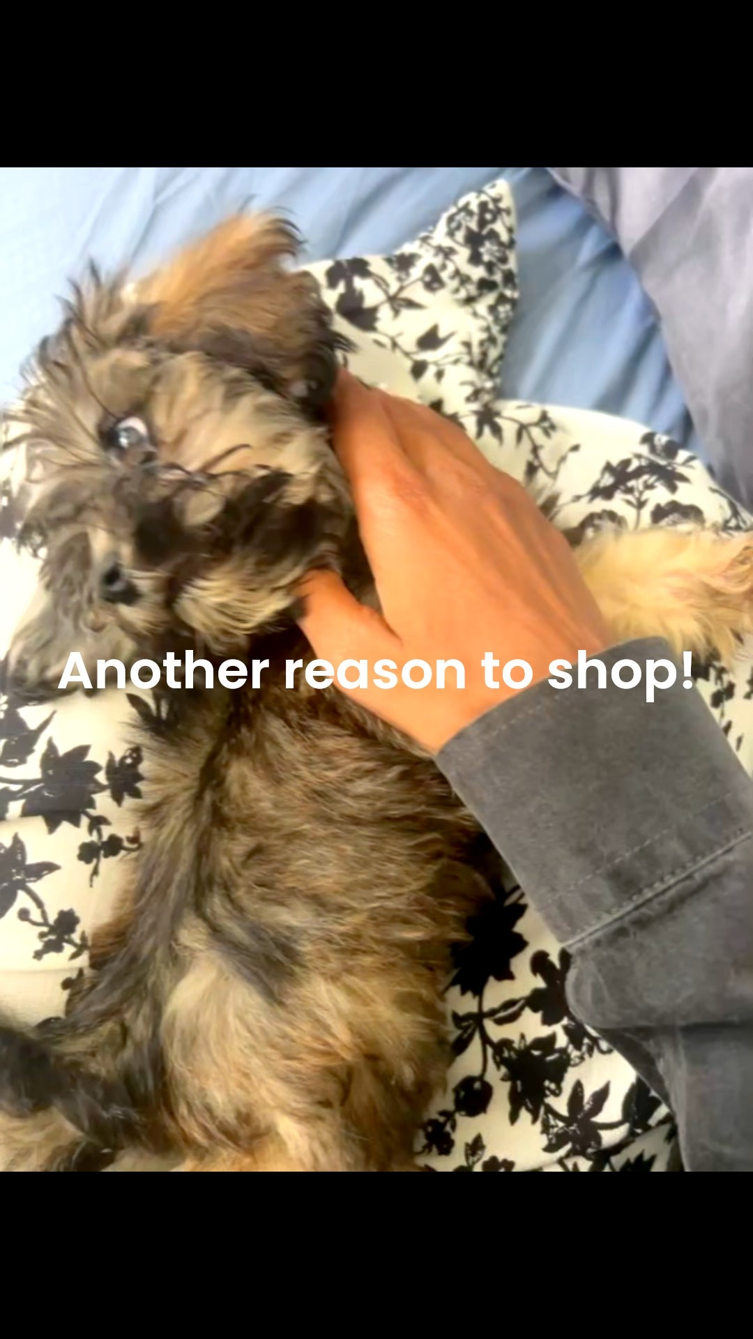 Meet Trapper Gary Muehlberger Weaver Davis I 🐾🐶3 months with us, 6 months strong 💪🏾 

#puppylove #dogparents #puppyofinstagram #puppygram #newfamilymember #newaddition #growingfamily #dogloversofinstagram #stoleourhearts #puppyadventures #portprotection

#LTKSeasonal #LTKFamily #LTKPets