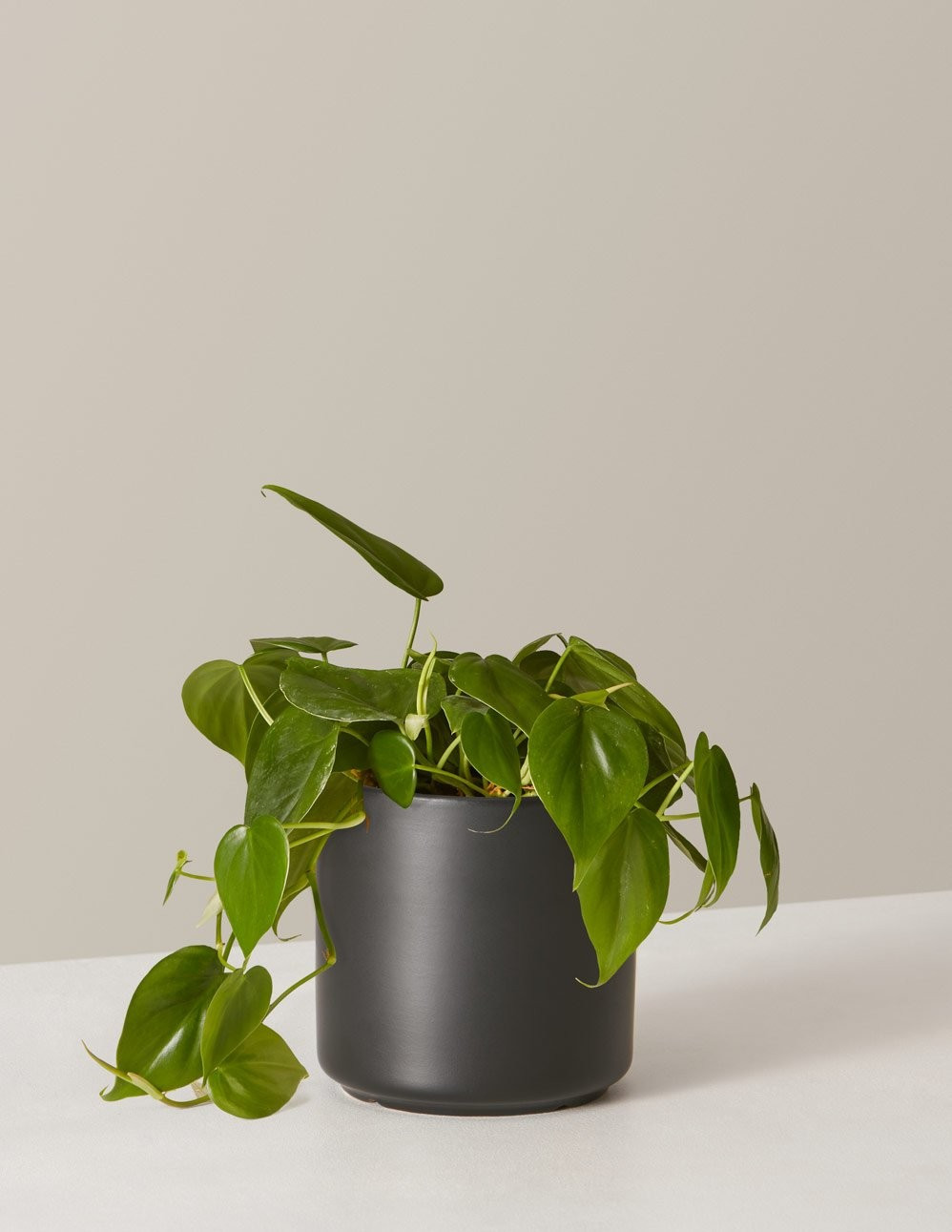 Philodendron Green | The Sill