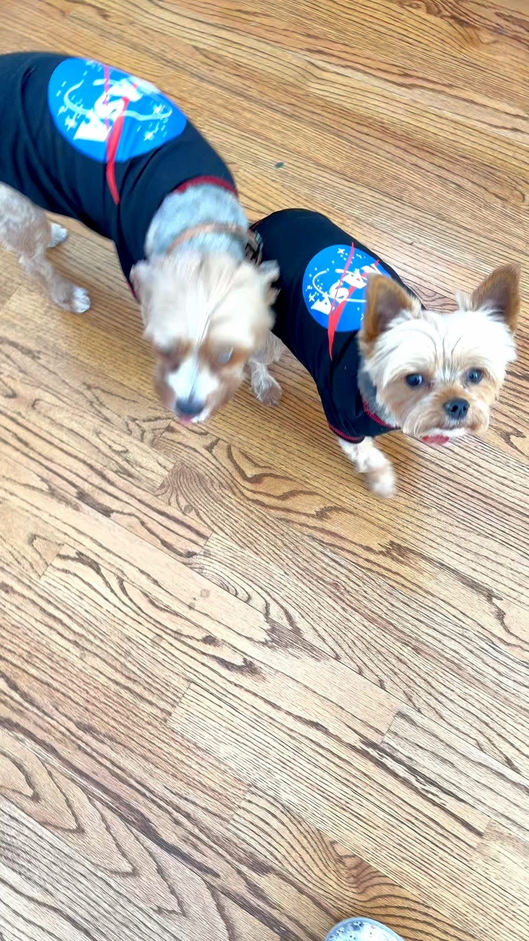Our dogs are excited for the Artemis III mission. They look adorable in their NASA shirts. 🚀🌗