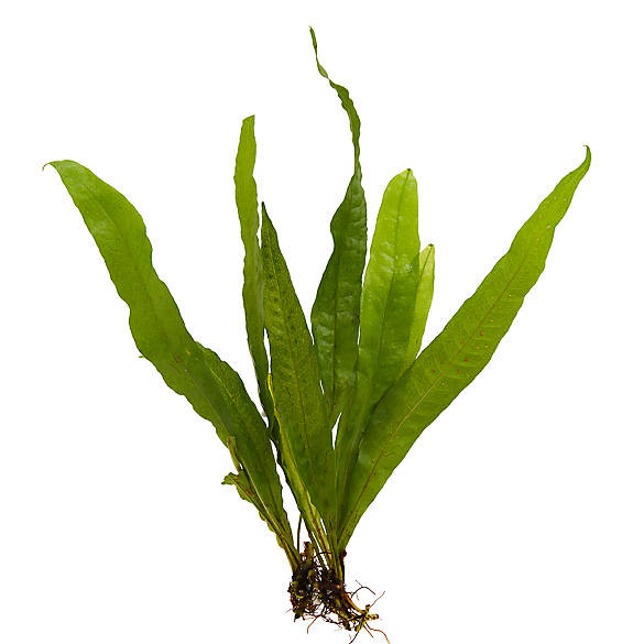 Top Fin® Malaysian Red Aquatic Plant - 8" | fish Goldfish, Betta & More | PetSmart | PetSmart