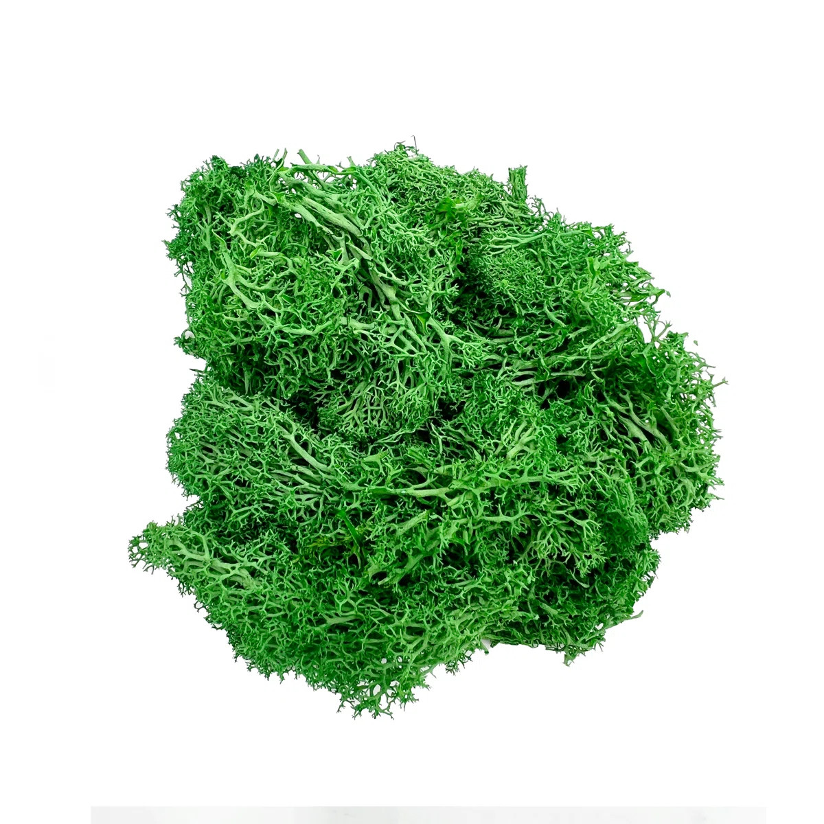 Preserved Moss for Home Décor – Green | Wayfair North America