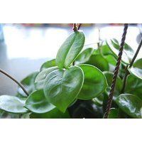 Hoya Carnosa "Chelsea" Flowering Exotic Flowering Wax House Plant -  Easy Care | Bonanza (Global)
