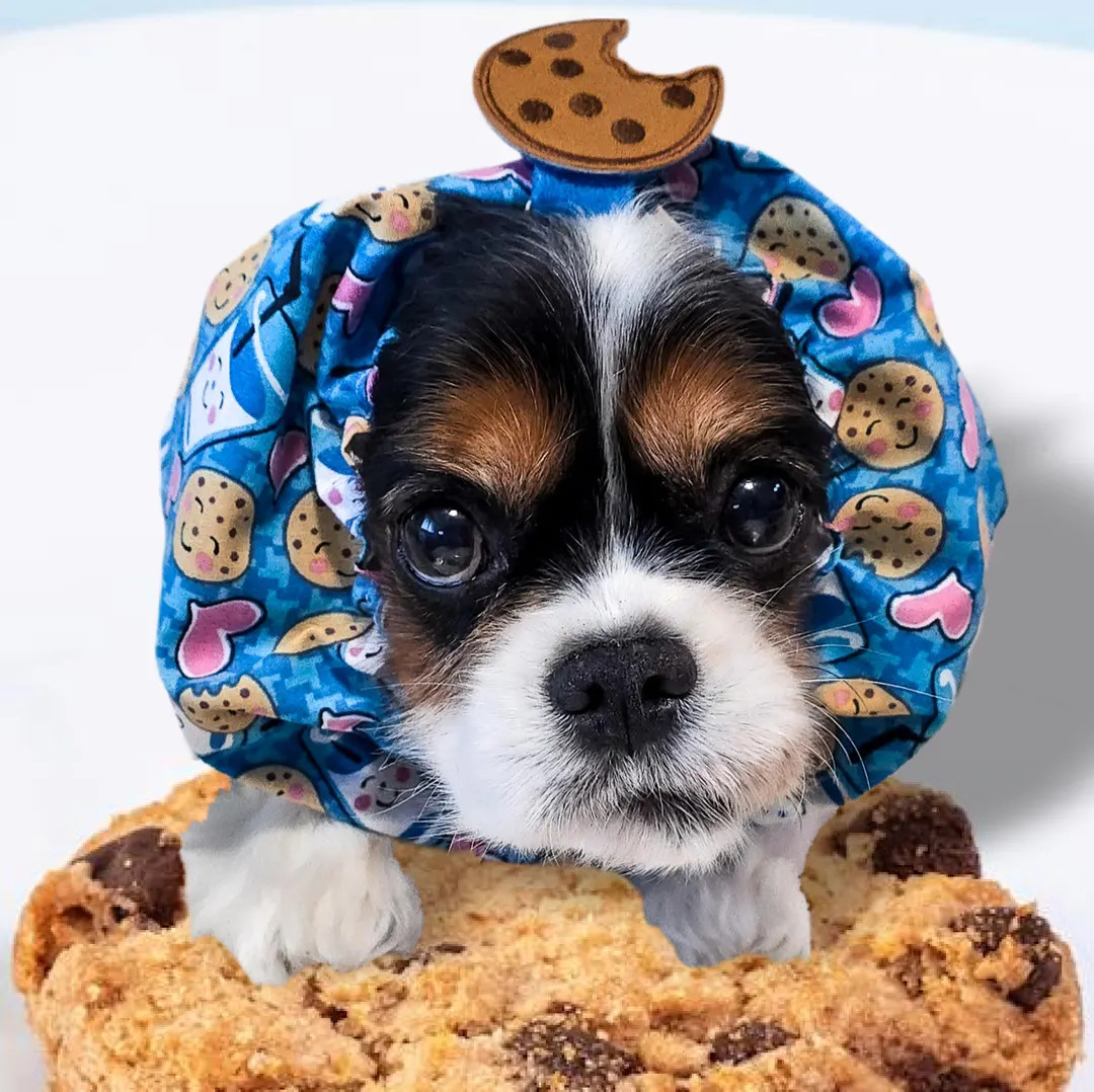 Cookies & Milk / Adjustable Spaniel Snood / Long Eared Dogs / Cavalier King Charles Spaniel - Ets... | Etsy (Global)