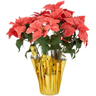 Pink Potted Poinsettia