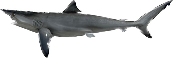 Shark Realisitic Wall Mount Fish Replica, Fishing Wall & Coastal Decor | Amazon (US)