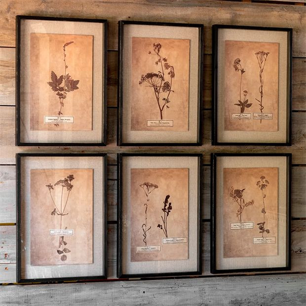 Pressed Botanical Print Set of 6 | Antique Farm House