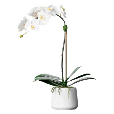 Orchid Floral Arrangements in Planter | Wayfair North America
